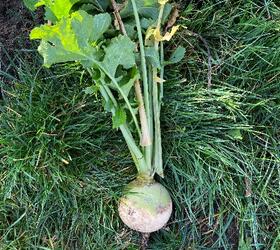 MASSIF Turnip Seed