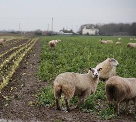 Winter Graze