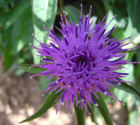 Common Knapweed Seed (Centaurea nigra)