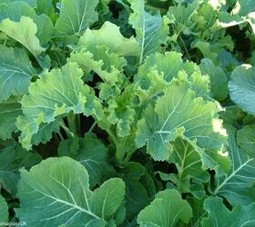 CALEDONIAN Kale Seed