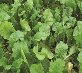 SKYFALL Hybrid Brassica Seed