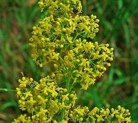 Lady's Bedstraw Seed (Galium verum)