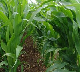 Late Straight Game Cover Maize Seed