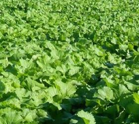 SKYFALL Hybrid Brassica