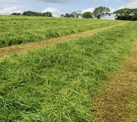 Aber High Sugar Grass - Long Term Multi Cut Silage (with White Clover)