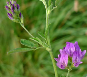 Organic Lucerne Seed (Medicago sativa)