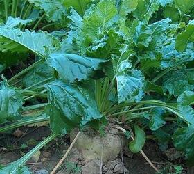 MAGNUM Fodder Beet Seed