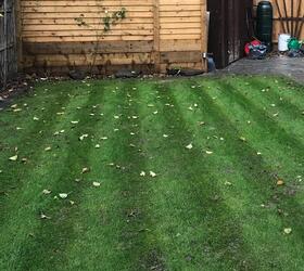 FS Winter Green Grass Seed