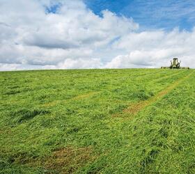 Aber High Sugar Grass Seed - Medium Term Silage (without Clover)