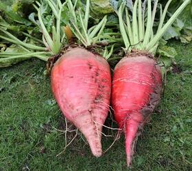 MERVEILLE Fodder Beet Seed