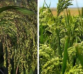 Millet Blend Seed Mixture