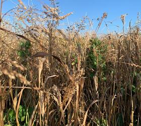 Ambush Millet Seed Mixture