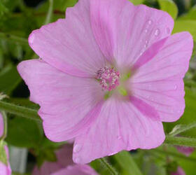 Musk Mallow Seed (Malva moschata)