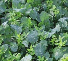 EnviroSeeds N-Fixer Companion Crop Mixture