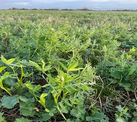 EnviroSeeds N-Fixer Companion Crop Mixture