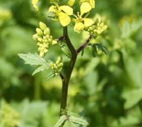 Organic White Mustard Seed (Sinapsis alba)