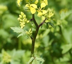 White Mustard Seed - Class 2 Nematode Resistant (Sinapsis alba)