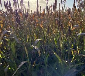 Over 'n' Under Sorghum Seed Mixture