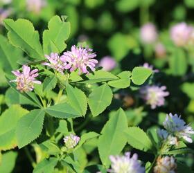 Persian Clover Seed (Trifolium resupinatum)