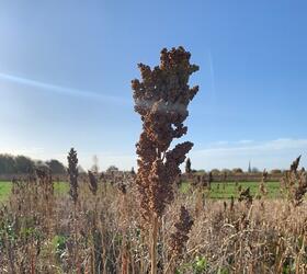 Quinoa Seed