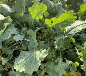 KEEPER Kale