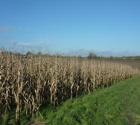 Rapid Fire Game Cover Maize Seed