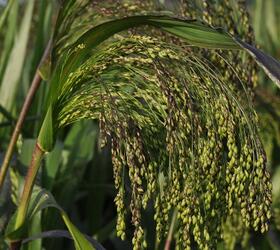 Red Millet Seed