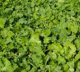 REDSTART Rape/Kale Hybrid Seed