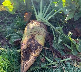 ROBBOS Fodder Beet Seed