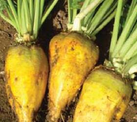 ROBBOS Fodder Beet