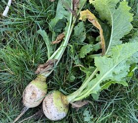 RONDO Stubble Turnip Seed