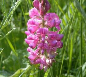 Sainfoin Seed (Agricultural)