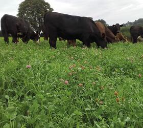 Aber High Sugar Grass Seed - Medium Term Silage (with Red Clover)