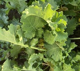 SPITFIRE Hybrid Forage Rape Seed