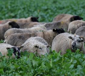 STEGO Forage Rape Seed