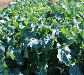 SUREFIRE Kale Seed Mixture