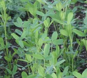 TABOR Berseem Clover Seed (Trifolium alexandrinum)