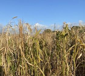 Top Flush Millet Seed Mixture