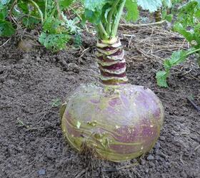 TRIUMPH Swede Seed