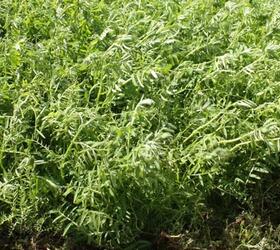 Winter Vetch Seed (Vicia sativa)