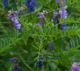 Organic Vetch Seed (Vicia sativa)