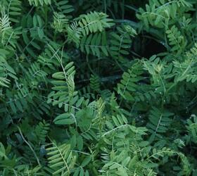 Hairy Vetch Seed (Vicia villosa)