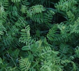 Hairy Vetch Seed (Vicia villosa)