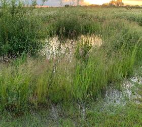 FS Waterlogged and Wet Soils Grass Seed