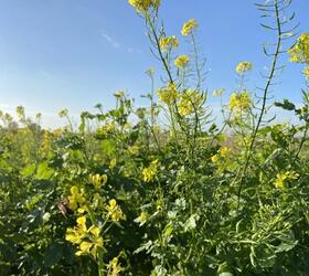 White Mustard Seed (Sinapsis alba)