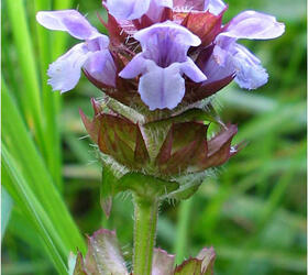 Self Heal Seed (Prunella vulgaris)