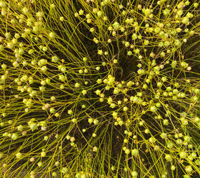 APALACHE Winter Linseed