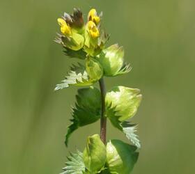 Yellow Rattle Seed (Rhinanthus minor)