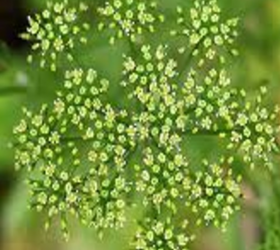 Sheeps Parsley Seed (Agricultural)