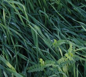 EnviroSeeds Grabber Cover Crop Mixture